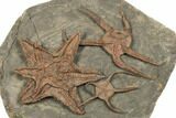 Fantastically Prepared Fossil Starfish & Brittle Stars #196770-2